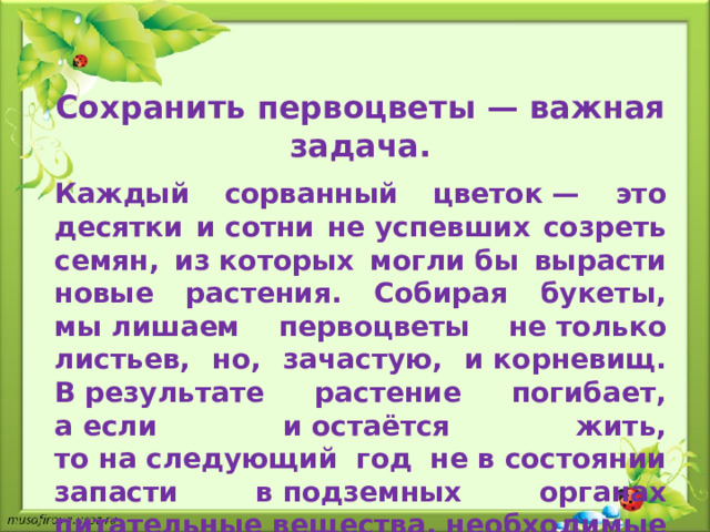 Сохранить первоцветы — важная задача.  Каждый сорванный цветок — это десятки и сотни не успевших созреть семян, из которых могли бы вырасти новые растения. Собирая букеты, мы лишаем первоцветы не только листьев, но, зачастую, и корневищ. В результате растение погибает, а если и остаётся жить, то на следующий год не в состоянии запасти в подземных органах питательные вещества, необходимые для развития побегов.