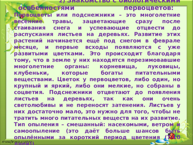 2) Знакомство с биологическими особенностями первоцветов: Первоцветы или подснежники – это многолетние весенние травы, зацветающие сразу после стаивания снега и успевающие отцвести до распускания листьев на деревьях. Развитие этих растений начинается ещё под снегом в феврале месяце, и первые всходы появляются с уже развитыми цветками. Это происходит благодаря тому, что в земле у них находятся перезимовавшие многолетние органы: корневища, луковицы, клубеньки, которые богаты питательными веществами. Цветок у первоцветов, либо один, но крупный и яркий, либо они мелкие, но собраны в соцветия. Подснежники отцветают до появления листьев на деревьях, так как они очень светолюбивы и не переносят затенения. Листьев у них достаточно мало, это нужно для того, чтобы не тратить много питательных веществ на их развитие. Тип опыления – смешанный: насекомыми, ветром и самоопыление (это даёт больше шансов быть опылёнными за короткий период цветения (7-10 дней))