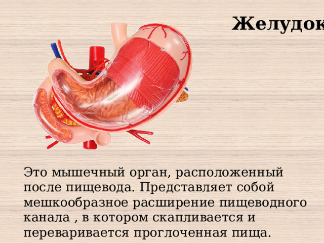 Желудок Это мышечный орган, расположенный после пищевода. Представляет собой мешкообразное расширение пищеводного канала , в котором скапливается и переваривается проглоченная пища.