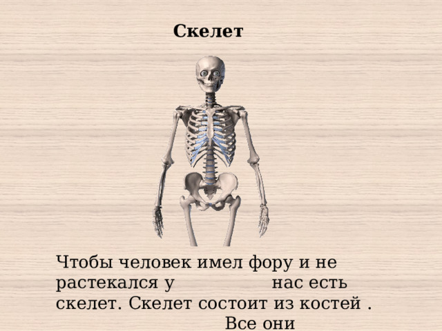 Скелет Чтобы человек имел фору и не растекался у нас есть скелет. Скелет состоит из костей . Все они прикрепляются к позвоночнику.