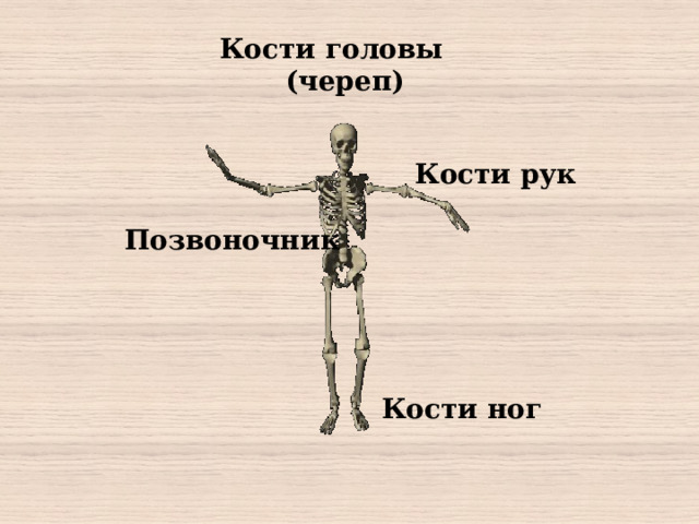 Кости головы  (череп) Кости рук Позвоночник Кости ног