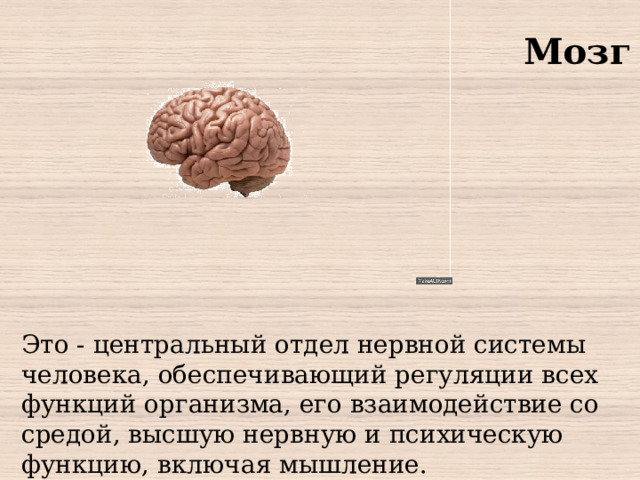 Мозг Это - центральный отдел нервной системы человека, обеспечивающий регуляции всех функций организма, его взаимодействие со средой, высшую нервную и психическую функцию, включая мышление.