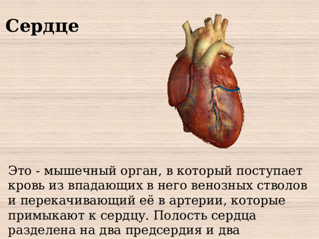 Сердце Это - мышечный орган, в который поступает кровь из впадающих в него венозных стволов и перекачивающий её в артерии, которые примыкают к сердцу. Полость сердца разделена на два предсердия и два желудочка. За счет сокращения сердца течет кровь к другим органом.