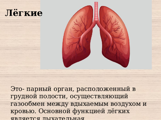 Лёгкие Это- парный орган, расположенный в грудной полости, осуществляющий газообмен между вдыхаемым воздухом и кровью. Основной функцией лёгких является дыхательная .