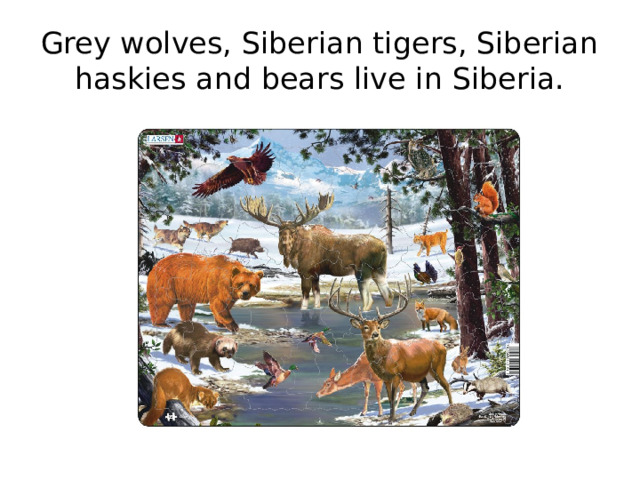 Grey wolves, Siberian tigers, Siberian haskies and bears live in Siberia.