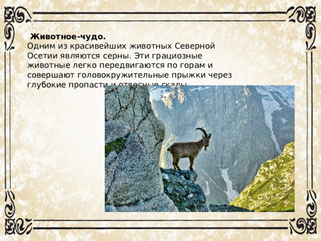 Животное-чудо. Одним из красивейших животных Северной Осетии являются серны. Эти грациозные животные легко передвигаются по горам и совершают головокружительные прыжки через глубокие пропасти и отвесные скалы.