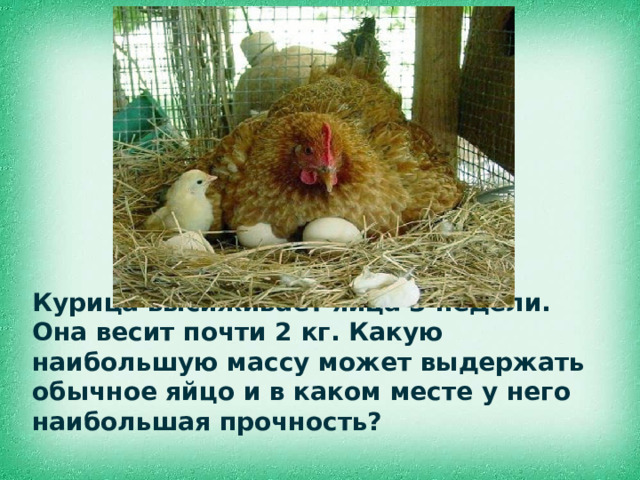 Курица высиживает яйца 3 недели. Она весит почти 2 кг. Какую наибольшую массу может выдержать обычное яйцо и в каком месте у него наибольшая прочность?