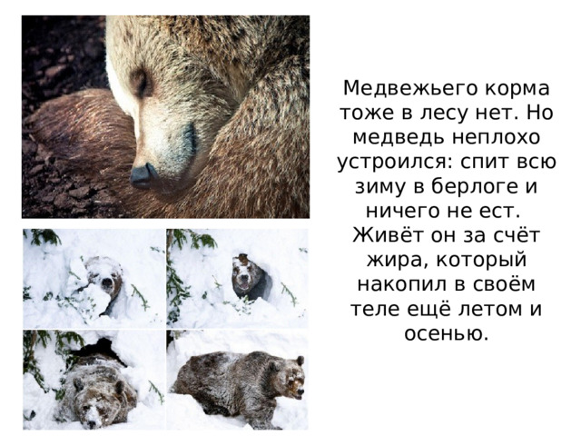 Медвежьего корма тоже в лесу нет. Но медведь неплохо устроился: спит всю зиму в берлоге и ничего не ест. Живёт он за счёт жира, который накопил в своём теле ещё летом и осенью.