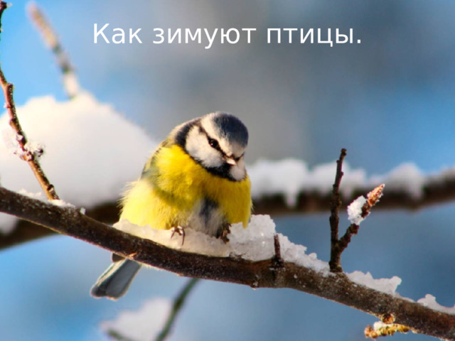 Как зимуют птицы.