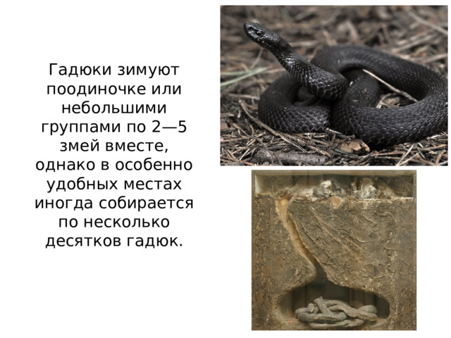 Гадюки зимуют поодиночке или небольшими группами по 2—5 змей вместе, однако в особенно удобных местах иногда собирается по несколько десятков гадюк.