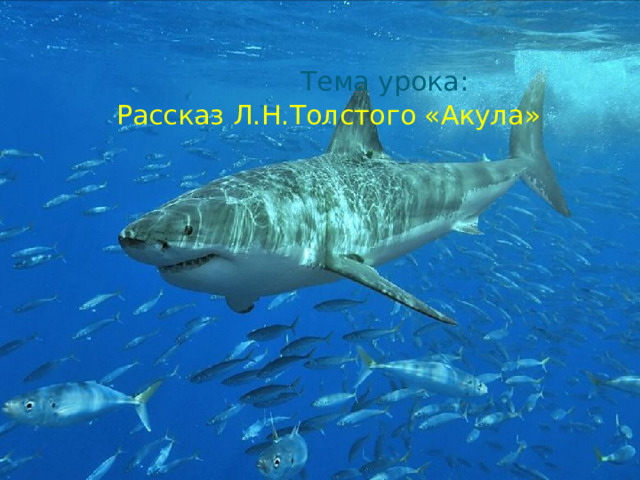 Тема урока:  Рассказ Л.Н.Толстого «Акула»