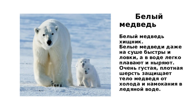 Белый медведь   Белый медведь хищник.  Белые медведи даже на суше быстры и ловки, а в воде легко плавают и ныряют.  Очень густая, плотная шерсть защищает тело медведя от холода и намокания в ледяной воде.