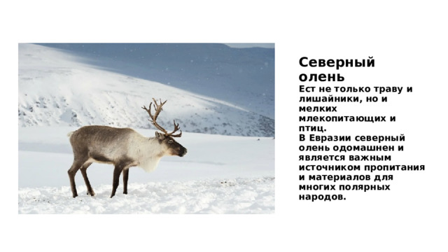 Северный олень  Ест не только траву и лишайники, но и мелких млекопитающих и птиц.  В Евразии северный олень одомашнен и является важным источником пропитания и материалов для многих полярных народов.