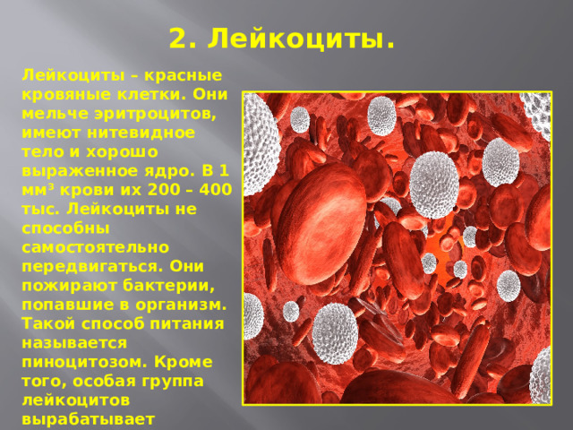 2. Лейкоциты.   Лейкоциты – красные кровяные клетки. Они мельче эритроцитов, имеют нитевидное тело и хорошо выраженное ядро. В 1 мм³ крови их 200 – 400 тыс. Лейкоциты не способны самостоятельно передвигаться. Они пожирают бактерии, попавшие в организм. Такой способ питания называется пиноцитозом. Кроме того, особая группа лейкоцитов вырабатывает иммунные тела – особые клетки, способные нейтрализовать любую инфекцию.