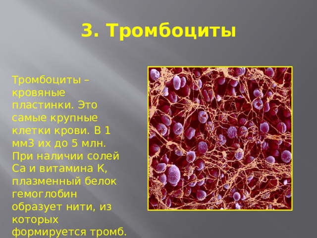 3. Тромбоциты Тромбоциты – кровяные пластинки. Это самые крупные клетки крови. В 1 мм3 их до 5 млн. При наличии солей Са и витамина К, плазменный белок гемоглобин образует нити, из которых формируется тромб. Он предотвращает потерю крови при травмах.