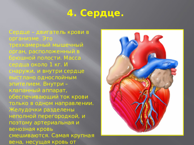 4. Сердце.   Сердце – двигатель крови в организме. Это трехкамерный мышечный орган, расположенный в брюшной полости. Масса сердца около 1 кг. И снаружи, и внутри сердце выстлано однослойным эпителием. Внутри – клапанный аппарат, обеспечивающий ток крови только в одном направлении. Желудочки разделены неполной перегородкой, и поэтому артериальная и венозная кровь смешиваются. Самая крупная вена, несущая кровь от сердца – аорта – начинается от левого желудочка. Сердечный цикл длится 0,8 мин.