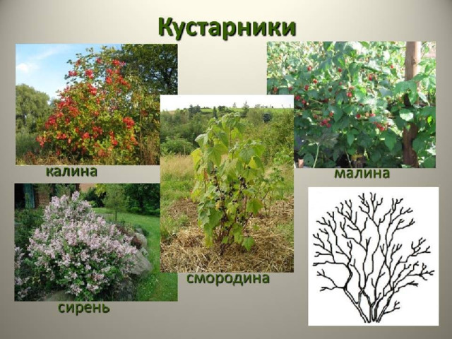Виды кустарников фото и названия в россии