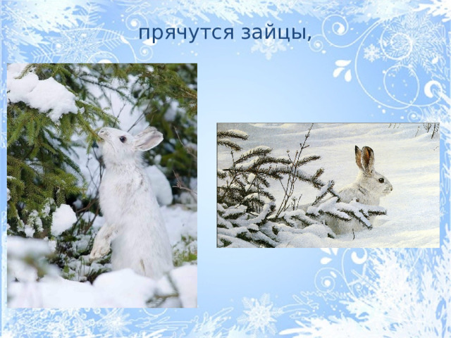 прячутся зайцы,