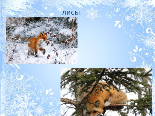 лисы.