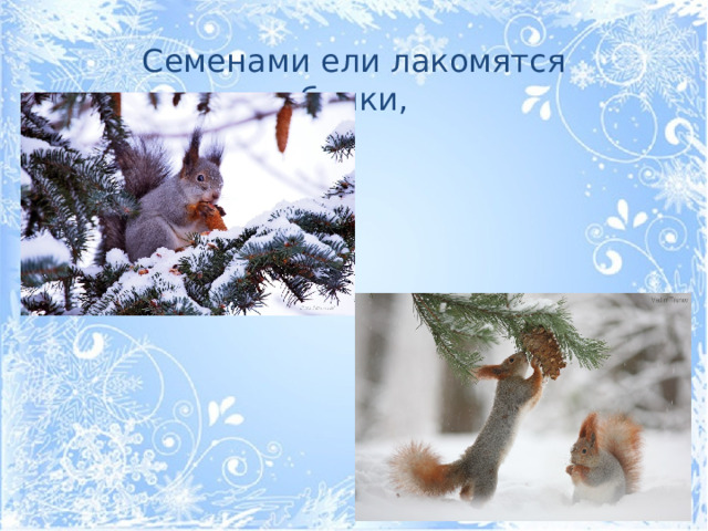 Семенами ели лакомятся белки,