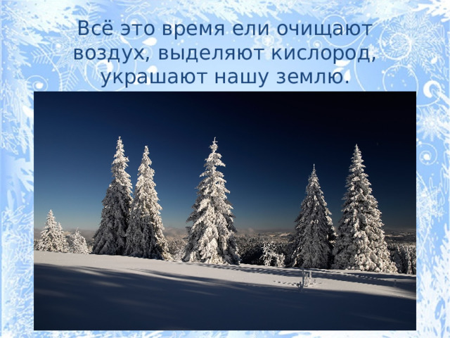 Всё это время ели очищают воздух, выделяют кислород, украшают нашу землю.