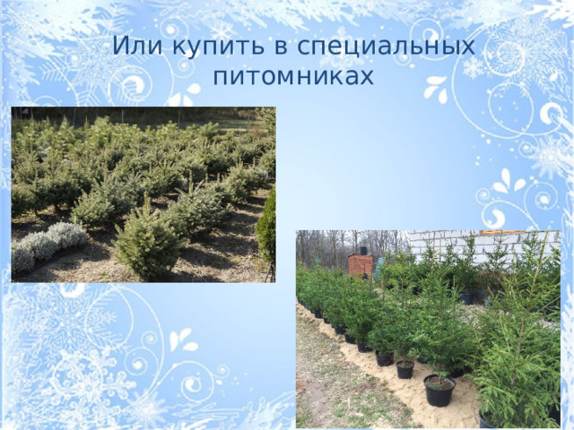 Или купить в специальных питомниках
