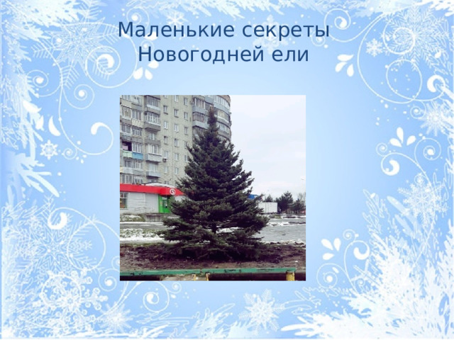 Маленькие секреты Новогодней ели