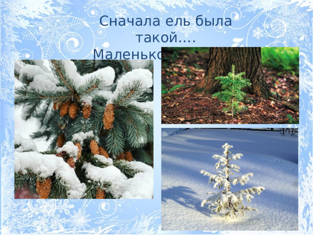 Сначала ель была такой…. Маленькой ёлочкой