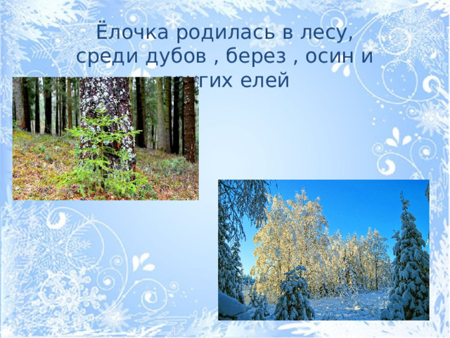 Ёлочка родилась в лесу, среди дубов , берез , осин и других елей
