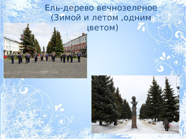 Ель-дерево вечнозеленое (Зимой и летом ,одним цветом)