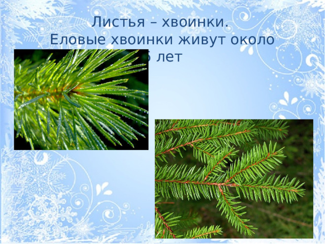 Листья – хвоинки. Еловые хвоинки живут около 6 лет