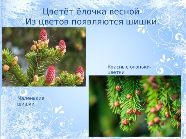 Цветёт ёлочка весной. Из цветов появляются шишки.   Красные огоньки-цветки Маленькие шишки
