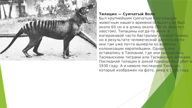 Тилацин — Сумчатый Волк Был крупнейшим сумчатым плотоядным животным нашего времени (в высоту он был около 60 см и в длину около 180 см вместе с хвостом). Тилацины когда-то жили в материковой части Австралии и Новой Гвинеи, но в результате человеческой деятельности они там уже почти вымерли ко времени колонизации европейцами. Однако они оставались в Тасмании, где они назывались Тасманскими тиграми или Тасманским волками. Последний тилацин в дикой природе был убит в 1930 году. А в неволе последний Тилацин, который изображен на фото, умер в 1936 году.