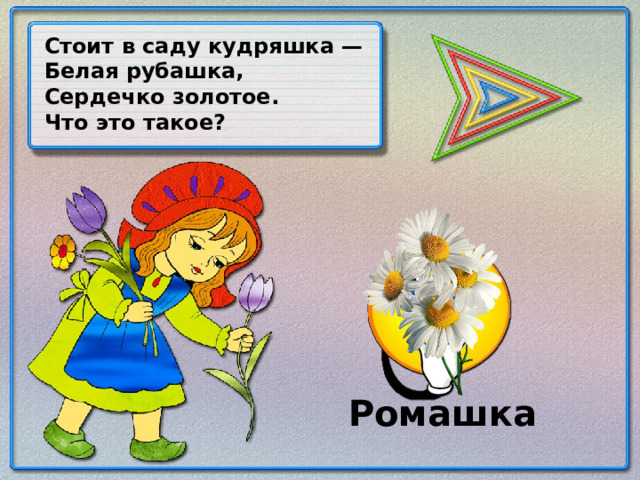 Стоит в саду кудряшка — Белая рубашка, Сердечко золотое. Что это такое? Ромашка