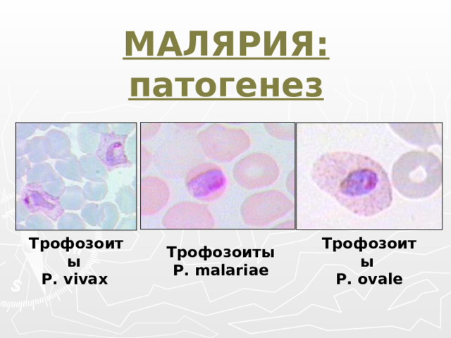 МАЛЯРИЯ: патогенез Трофозоиты  Р. vivax  Трофозоиты  Р. ovale Трофозоиты  Р. malariae