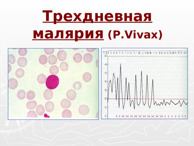 Трехдневная малярия ( P.Vivax)
