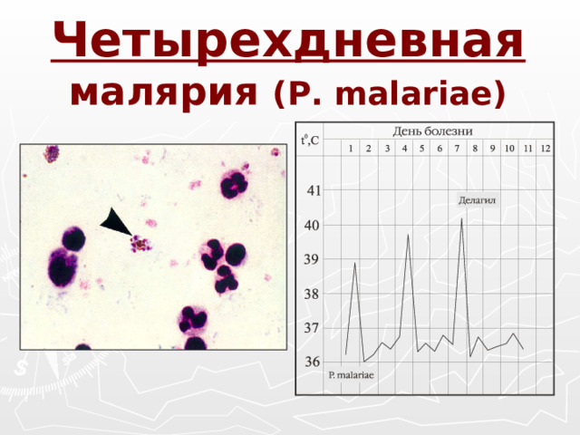 Четырехдневная малярия ( P. malariae)