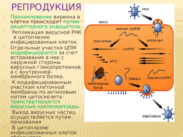 Репродукция Проникновение вириона в клетки происходит путем рецепторного эндоцитоза .  Репликация вирусной РНК в цитоплазме инфицированных клеток. Отдельные участки ЦПМ модифицируются за счет встраивания в нее с наружной стороны вирусных гликопротеинов, а с внутренней- мембранного белка.  К модифицированным участкам клеточной мембраны по актиновым нитям цитоскелета транспортируются вирусные нуклеокапсиды.  Выход вирусных частиц осуществляется путем почкования  В цитоплазме инфицированных клеток образуются ацидофильные включения.