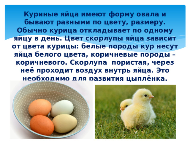 Куриные яйца имеют форму овала и бывают разными по цвету, размеру. Обычно курица откладывает по одному яйцу в день. Цвет скорлупы яйца зависит от цвета курицы: белые породы кур несут яйца белого цвета, коричневые породы – коричневого. Скорлупа пористая, через неё проходит воздух внутрь яйца. Это необходимо для развития цыплёнка.
