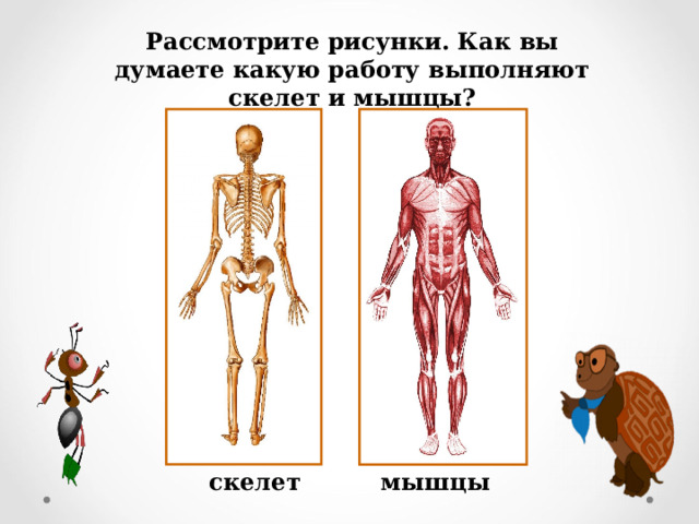 Рассмотрите рисунки. Как вы думаете какую работу выполняют скелет и мышцы? скелет мышцы