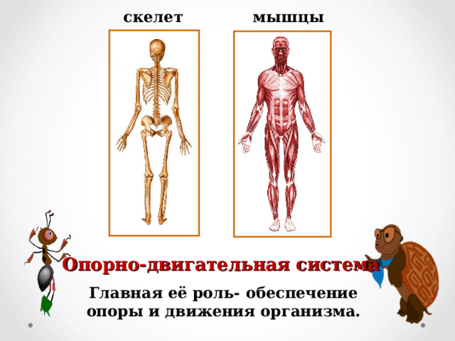 мышцы скелет Опорно-двигательная система Главная её роль- обеспечение опоры и движения организма.