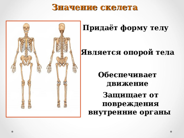 Значение скелета Придаёт форму телу  Является опорой тела  Обеспечивает движение  Защищает от повреждения внутренние органы
