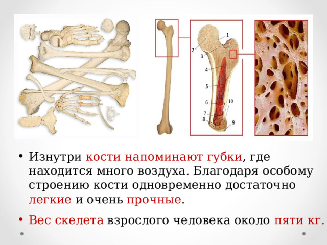 Изнутри кости напоминают губки , где находится много воздуха. Благодаря особому строению кости одновременно достаточно легкие и очень прочные . Вес  скелета взрослого человека около пяти кг.