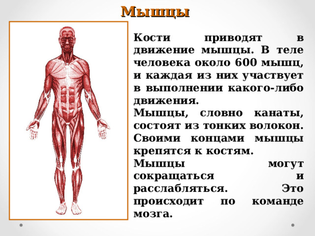 Опора тела и движение 3 класс окружающий