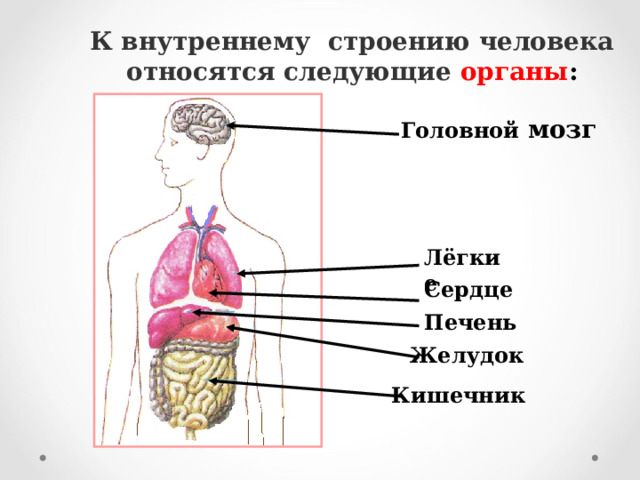 К внутреннему строению человека относятся следующие  органы : Головной мозг Лёгкие Сердце Печень Желудок Кишечник