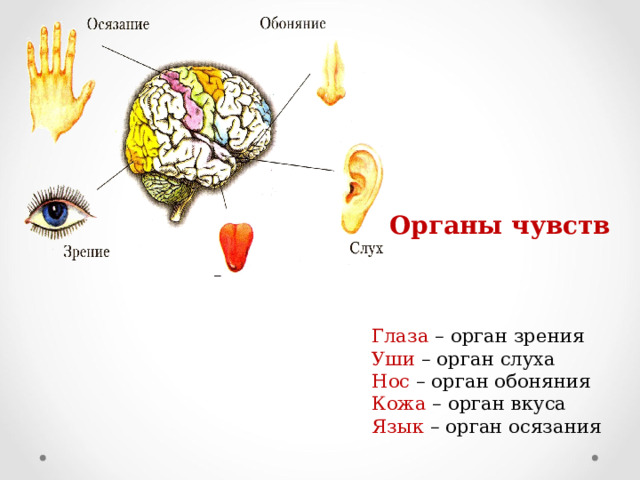 Органы чувств Глаза – орган зрения  Уши – орган слуха  Нос – орган обоняния  Кожа – орган вкуса    Язык – орган осязания