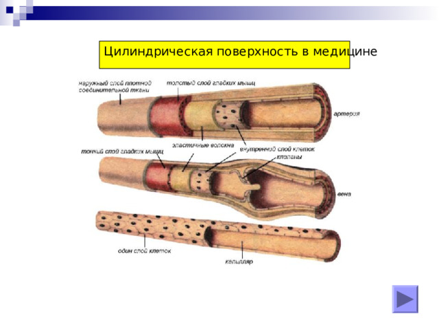 Цилиндрическая поверхность в медицине