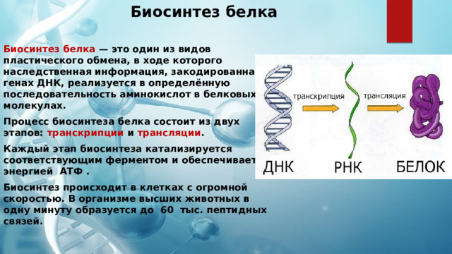 Биосинтез белка  Биосинтез белка  — это один из видов пластического обмена, в ходе которого наследственная информация, закодированная в генах ДНК, реализуется в определённую последовательность аминокислот в белковых молекулах. Процесс биосинтеза белка состоит из двух этапов: транскрипции и трансляции . Каждый этап биосинтеза катализируется соответствующим ферментом и обеспечивается энергией АТФ . Биосинтез происходит в клетках с огромной скоростью. В организме высших животных в одну минуту образуется до 60 тыс. пептидных связей.