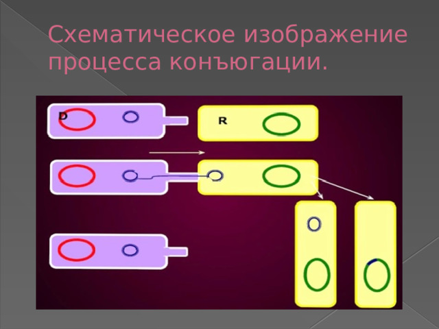 Схематическое изображение  процесса конъюгации.