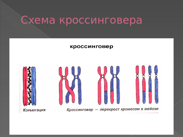 Схема кроссинговера